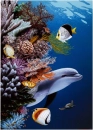 dolphin'sreef