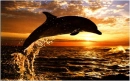 dolphinsunset