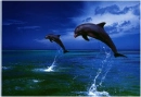 playingdolphins