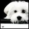 love puppy