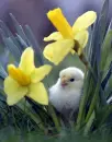 DUCKS