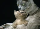 Mother