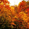 Trees(: