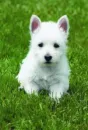cute puppy