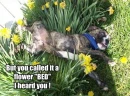 funny dog