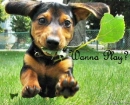 cute dog