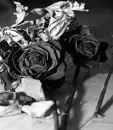 Dead Rose
