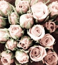 roses galore