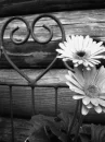 he loves me he loves me not 