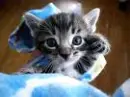 KITTEN X