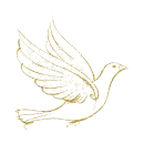 pigeon, dove - goÅ‚Ä…b