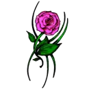rose