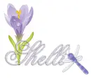 dragonfly shelli