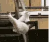 silly kitty