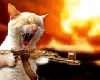 cat with a gun