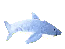 swimming shark