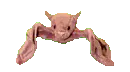 flying bat