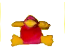 cute platypus