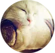 White cat