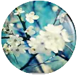 White Flowers