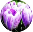 Purple tulip