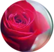 Red rose