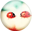 Ladybird