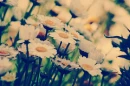 Marguerite flowers