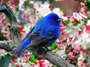 blue bird
