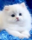 White Cat 