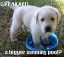Cute puppy