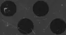 dots