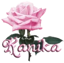 pink rose kanika
