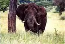 elephant