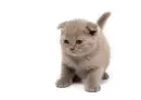 Kitten.