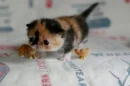kitten