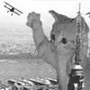 bad kitty bad :P