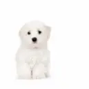 White Maltese Dog