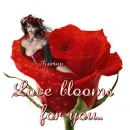 rose