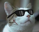 Kitty cat cat