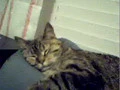 Lilly our cat
