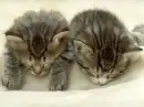 Cute kittens 1