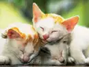 Cute kittens 2