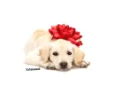christmas puppy