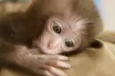 Monkey Sucking Thumb