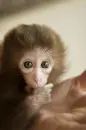 Baby monkey
