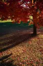 Fall Tree