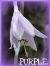 Purple Flower