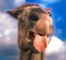funny horse