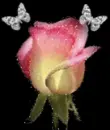 Glitter  rose